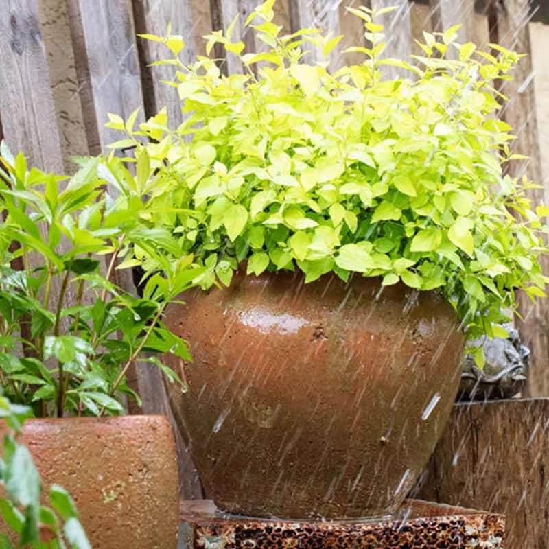 RusticReach Distressed Cement Plant Pot