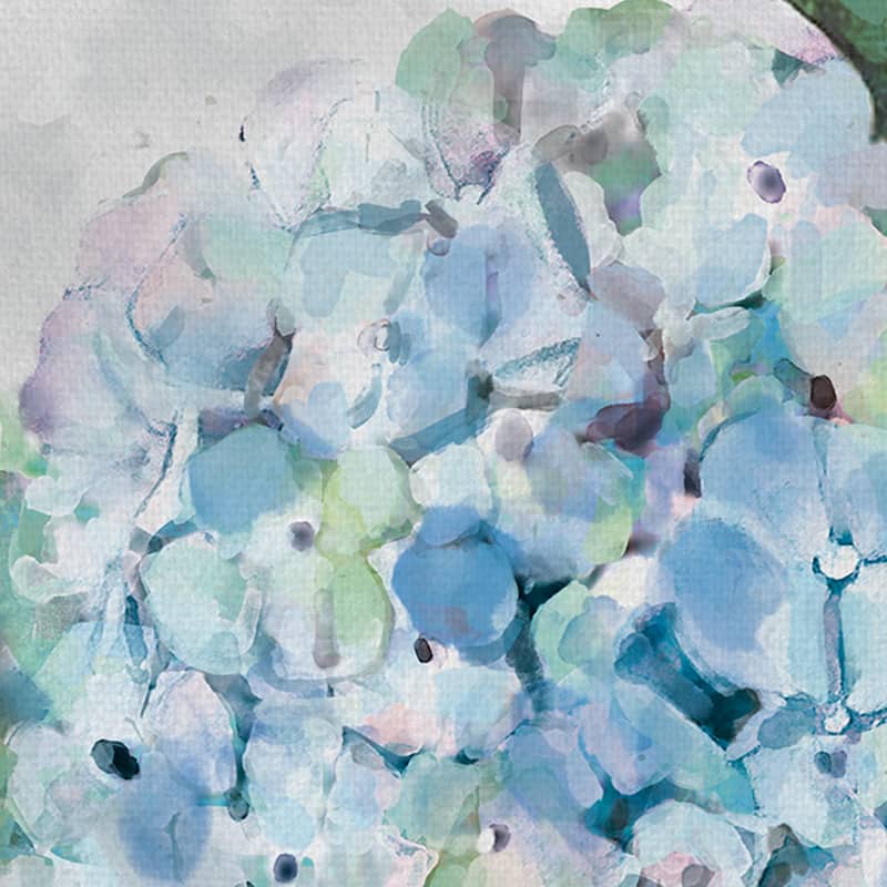 Hydrangea Portraits I by Studio Arts Canvas Art Print