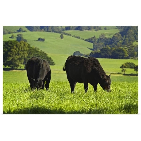 Shop Aberdeen Angus Beef Cattle At Warragul West Gippsland