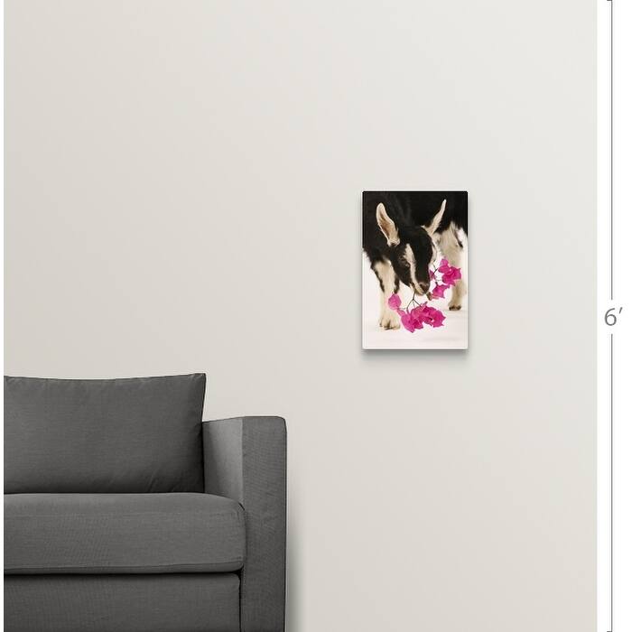 "Domesticated British Alpine goat (kid)." Canvas Wall Art