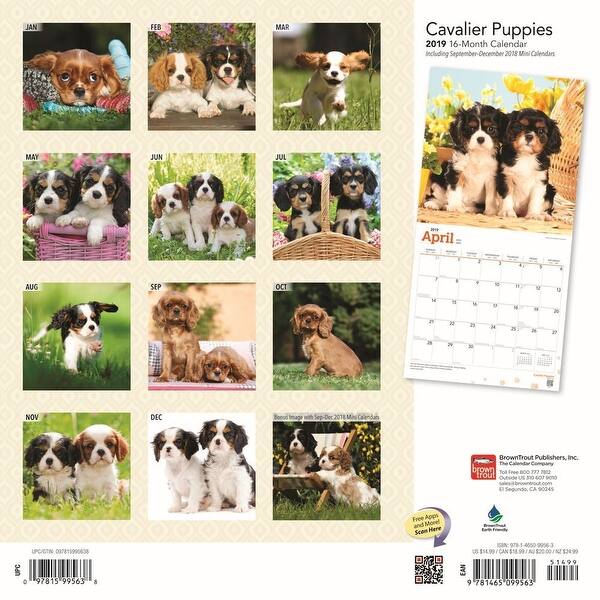 Shop Cavalier King Charles Puppies Wall Calendar Cavalier King
