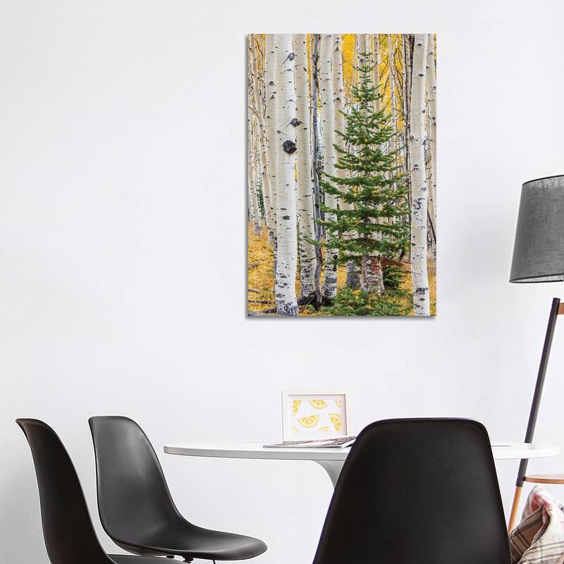 iCanvas "Quaking Aspen and fir tree in fall, Grand Staircase-Escalante National Monument, Utah" by Jeff Foott Canvas Print - 40x26x1.5