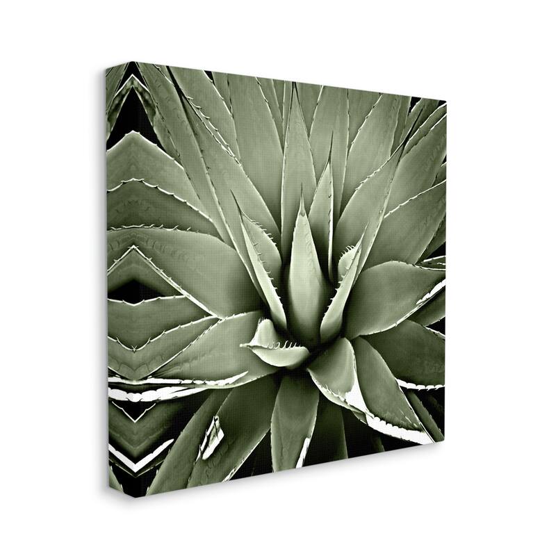 Stupell Succulent Plant Lush Leaves Canvas Wall Art by Lindsay Benson