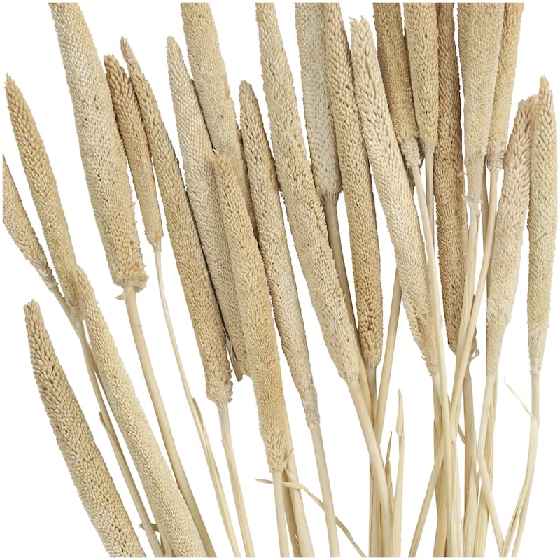Dried Plant Bunny Tail Home Decor Natural Foliage - White, Red, Dark Brown, Orange, Green, Pink, Yellow - Roche River Decor