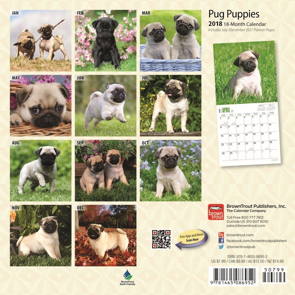 Shop Pug Puppies Mini Wall Calendar Pug By Browntrout Overstock