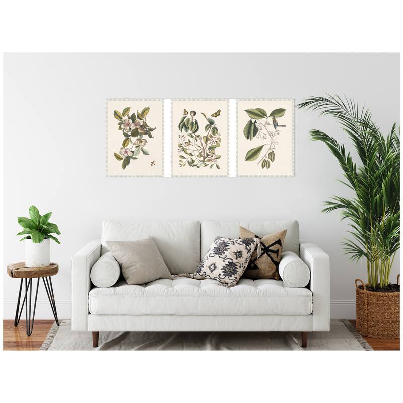 Kate and Laurel 1754 Mark Catesby Botanicals and Avian Studies 3 Piece Framed Canvas Wall Art Set by Nostalgia Prints