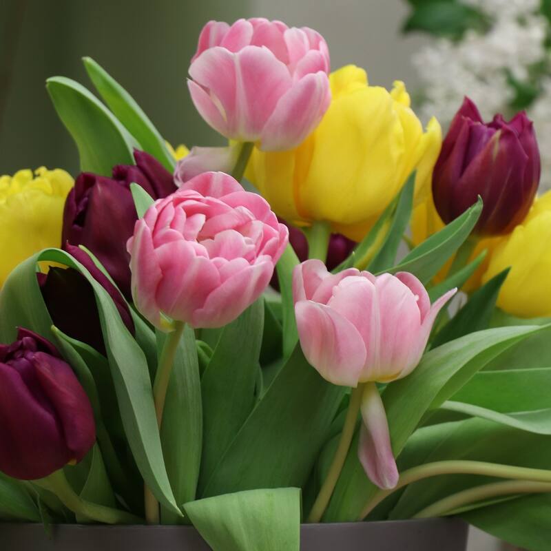 Rose-Like Double Late Colorful Mixed Tulips- Red, Pink, Yellow, Purple Flowers - 18 Bulbs - Attracts Butterflies & Bees