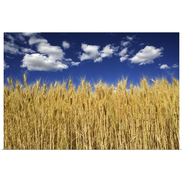 "Field of wheat" Poster Print