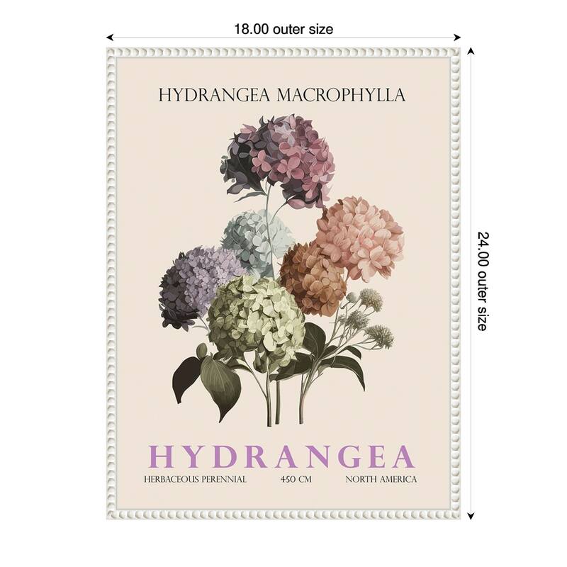 Vintage Botanical Hydrangea Illustration by Christopher Giampietro Framed Canvas Wall Art Print - White - 18 x 24 in