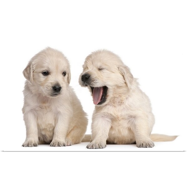 One week old golden retriever puppies top