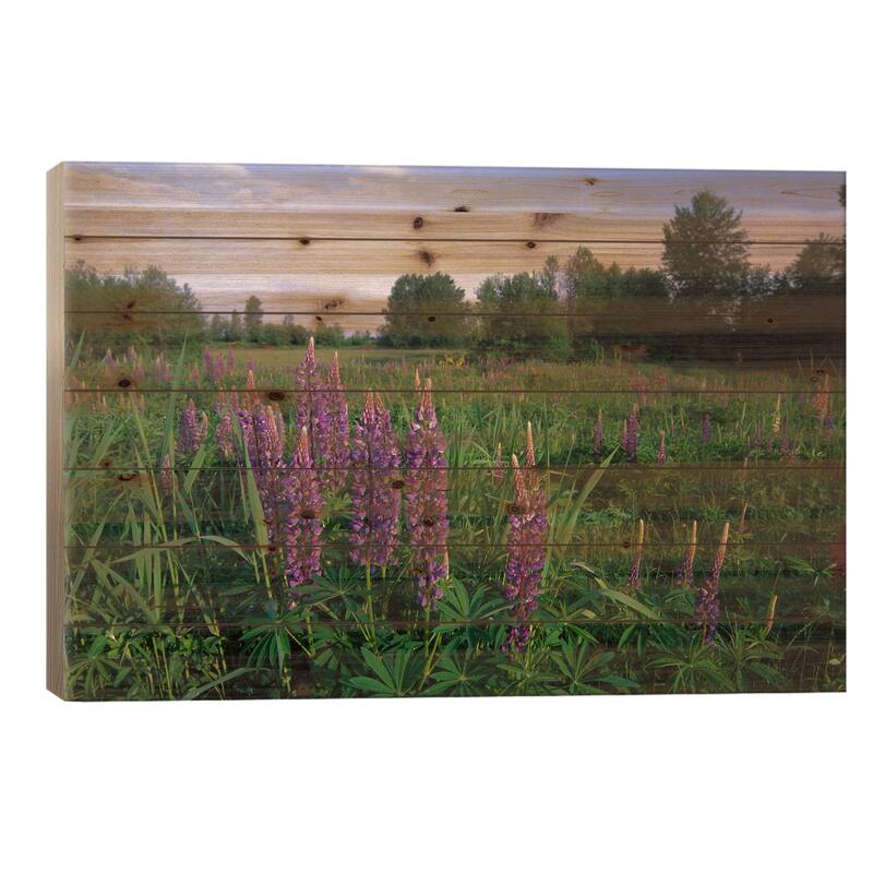 Lupine In Meadow Near Crescent Beach, British Columbia, Canada Print On Wood by Tim Fitzharris - Multi-Color - 18x26x1.5