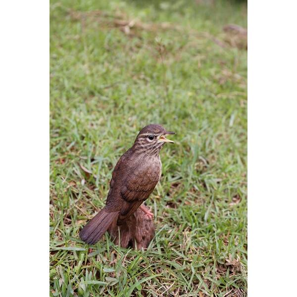 Songbird Standing On Stump With Sound Motion Sensor Overstock