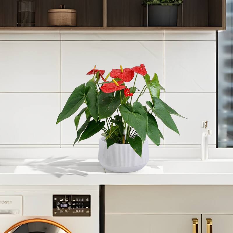 Set 2 Non-Porous Matte White Ribbed Ceramic Planter for Aquatic Plants