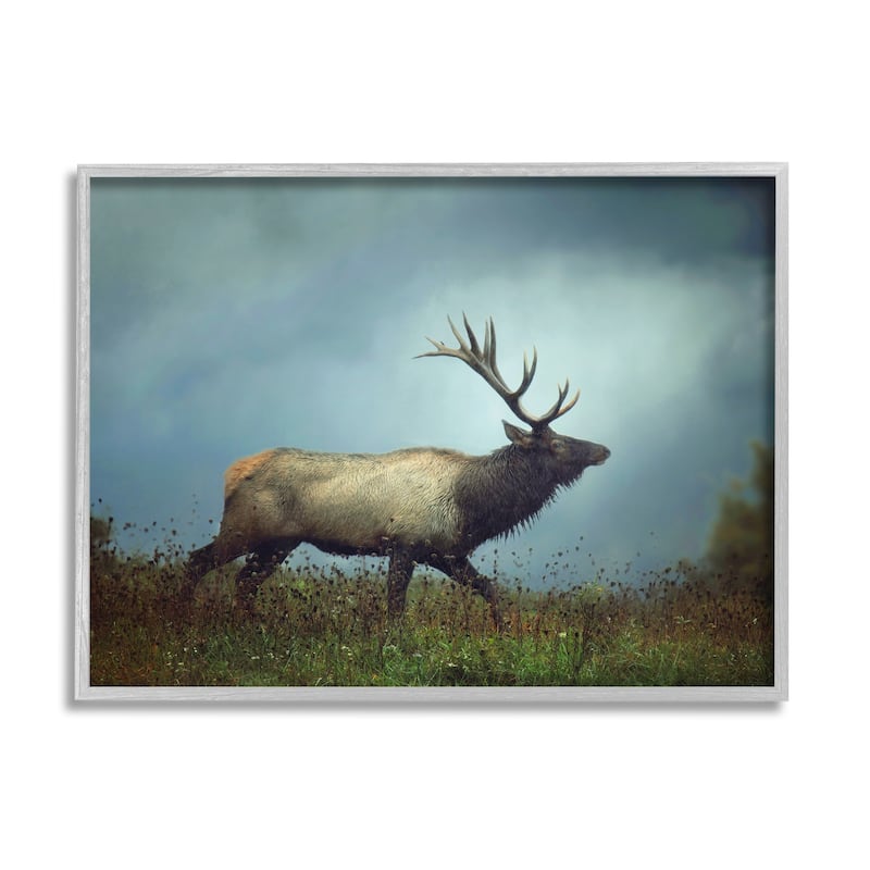Stupell Serene Elk in Nighttime Clearing Wildlife Photography Framed Wall Art, Design by Carrie Ann Grippo-Pike - 20 x 16 - Grey
