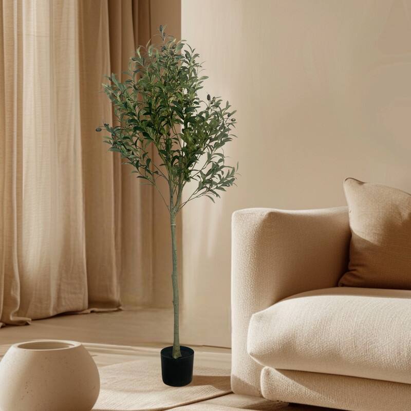 Olive Tree used in garden and outdoor, backyard