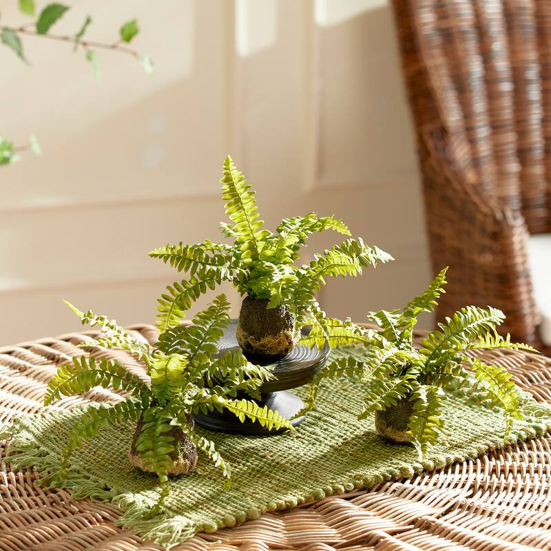 Boston Fern Drop-Ins, Set Of 3 - Green