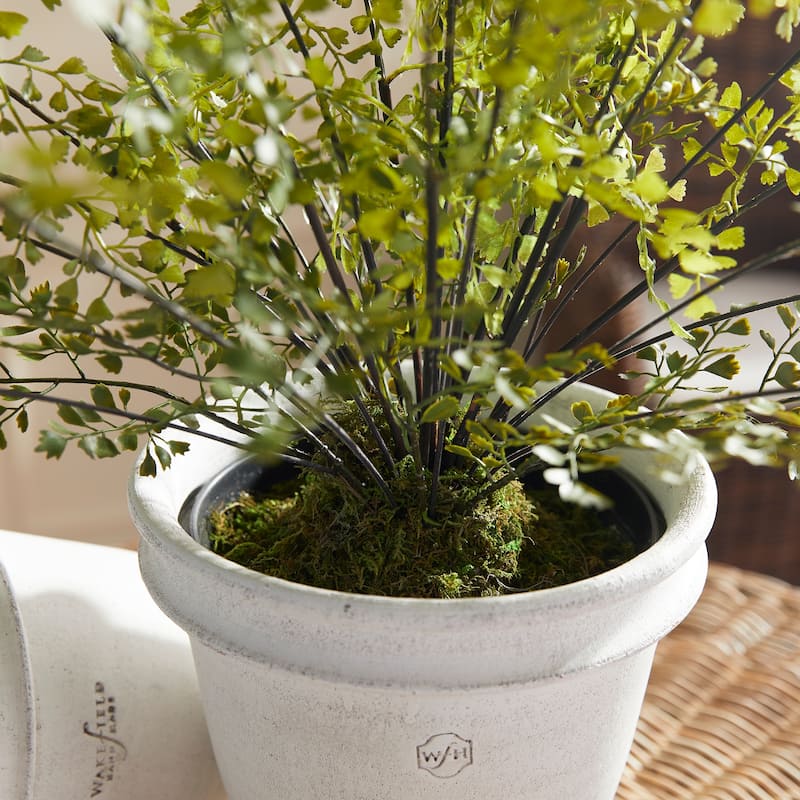Maidenhair Drop-In 30" - Green