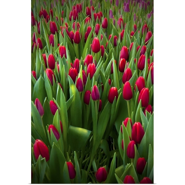 "Red tulip field." Poster Print