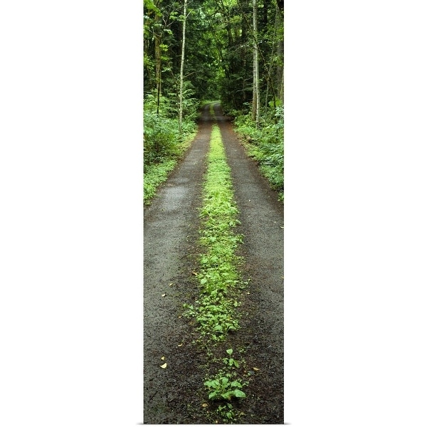 "Lush foliage lining a wet driveway, Bainbridge Island, Washington" Poster Print
