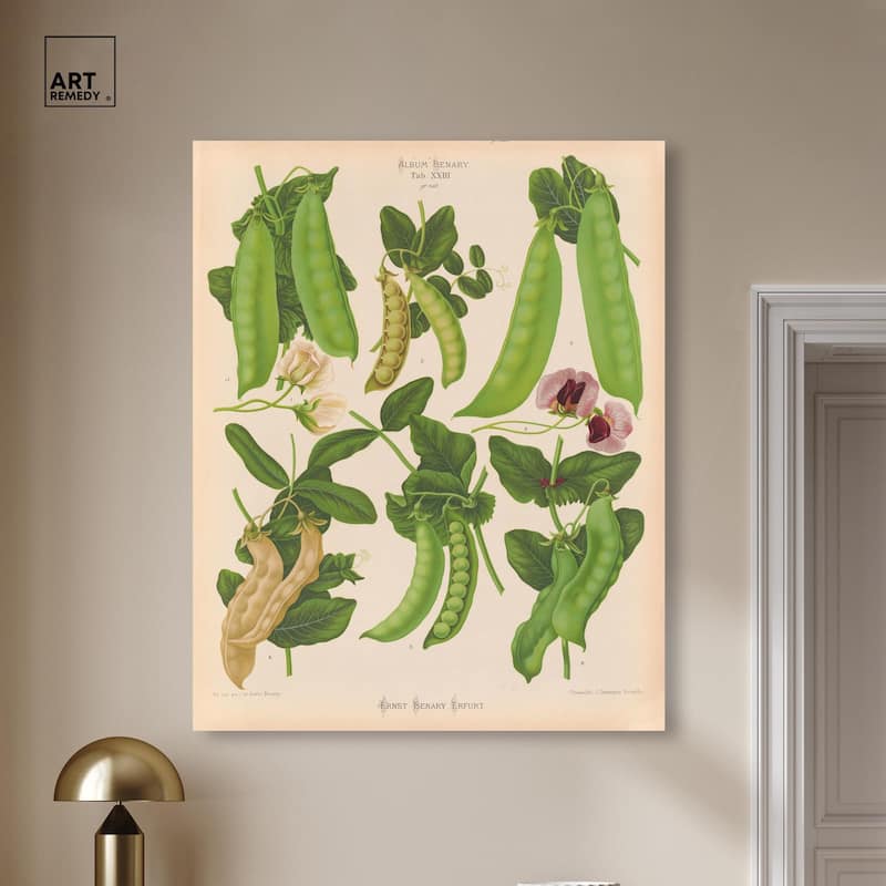 Podded Peas from Benary 1876 Canvas by Art Remedy, Gallery Wrapped