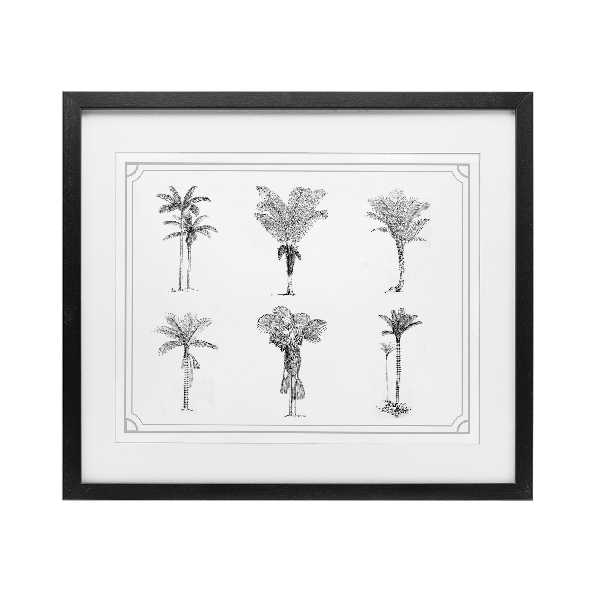 Stupell Various Palm Tree Types Vintage Under Glass Framed Design By Lettered and Lined
