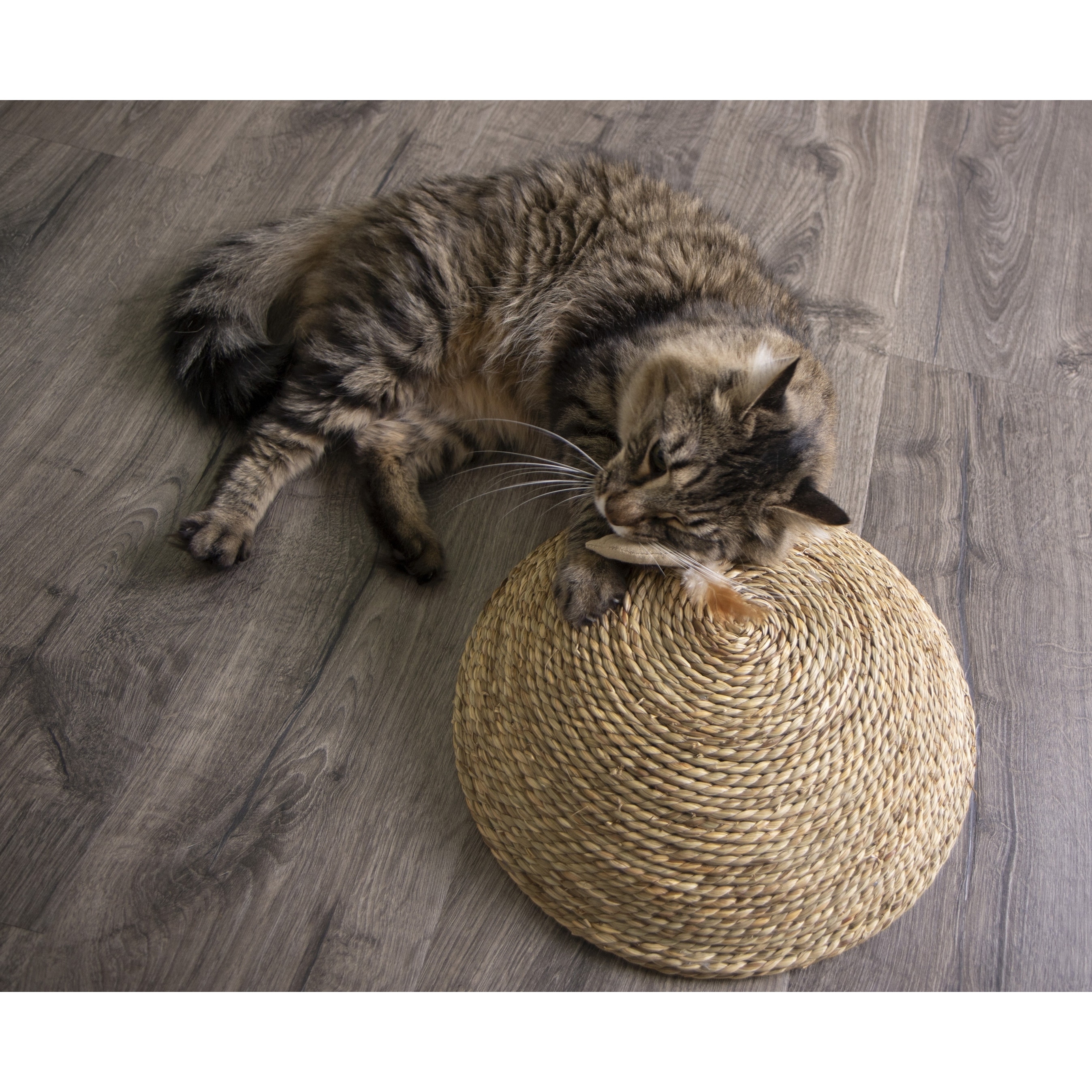 dome cat scratcher