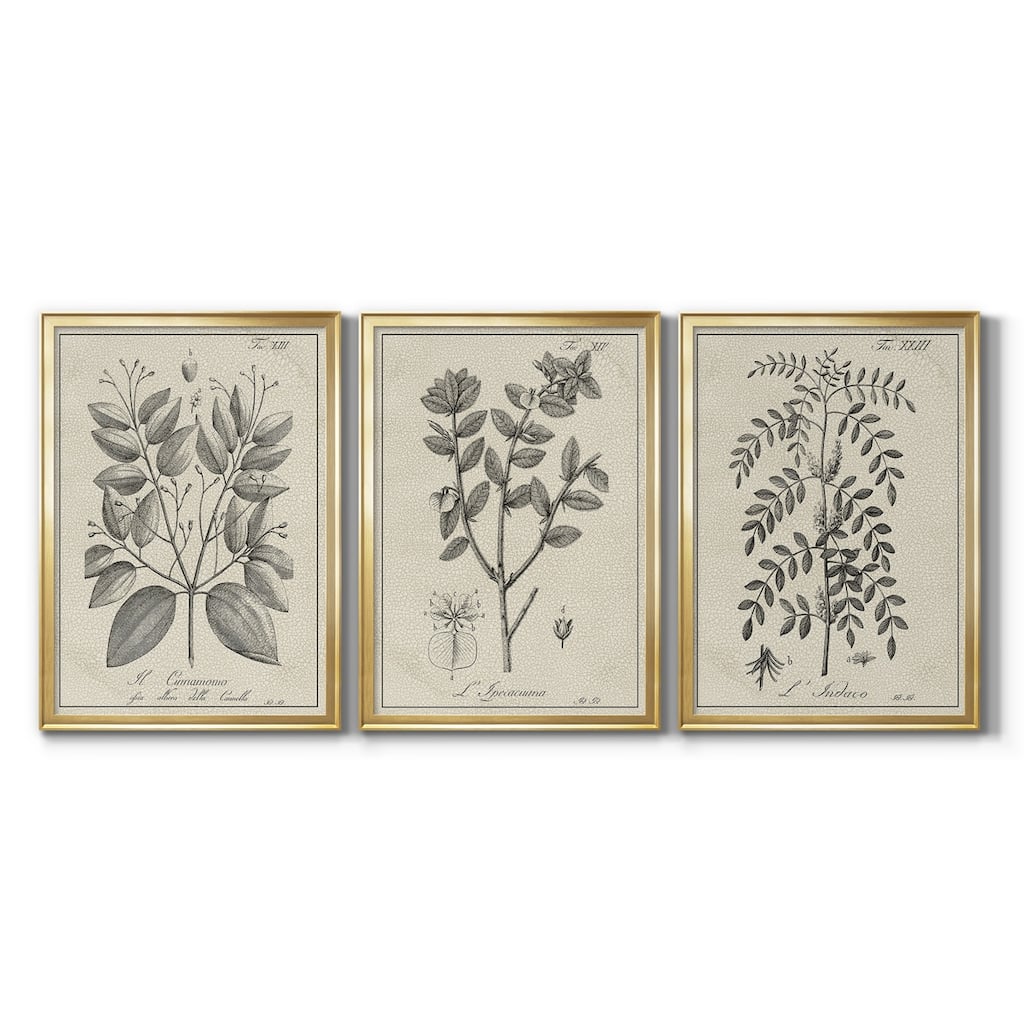 Antique Black & White Botanical VII Premium Framed Canvas - Ready to Hang - Multi-Color