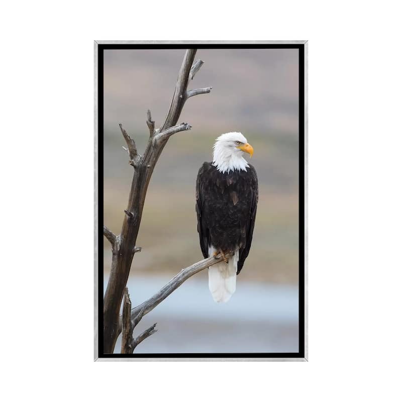 iCanvas "USA, Wyoming, Sublette County. Adult Bald Eagle sitting on a snag above Soda Lake." by Elizabeth Boehm Framed