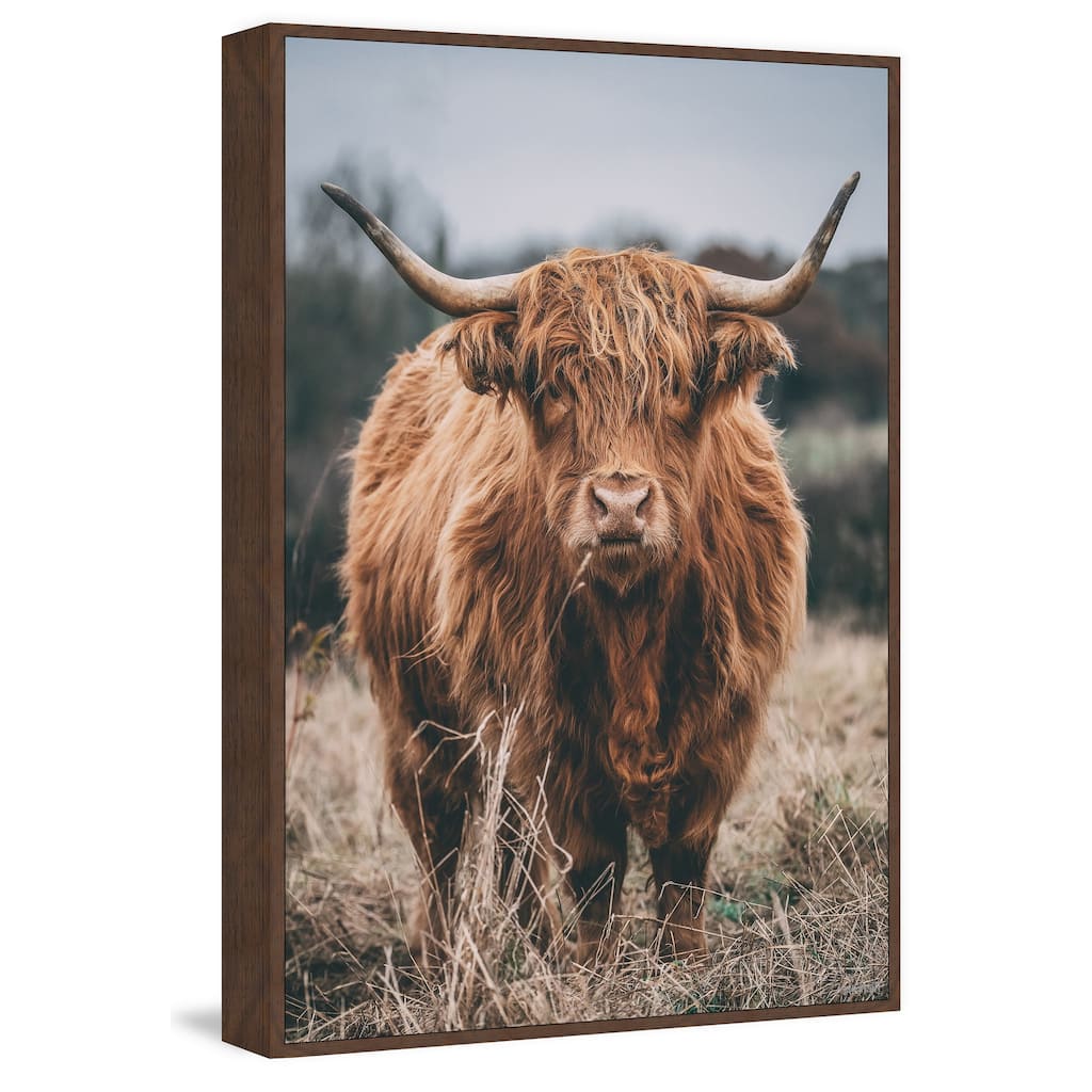 Hairy Coos Floater Framed Print on Canvas