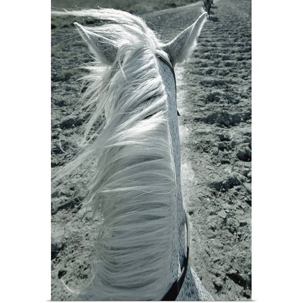 "White horse on beach, close-up" Poster Print