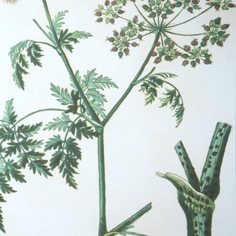 Uttermost Antique Botanicals Framed Prints, S/9 - 16.75 W x 19.5 H x 1.75 D (inches)