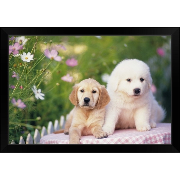 "Golden Retriever and Pyrenean Mountain Dog" Black Framed Print