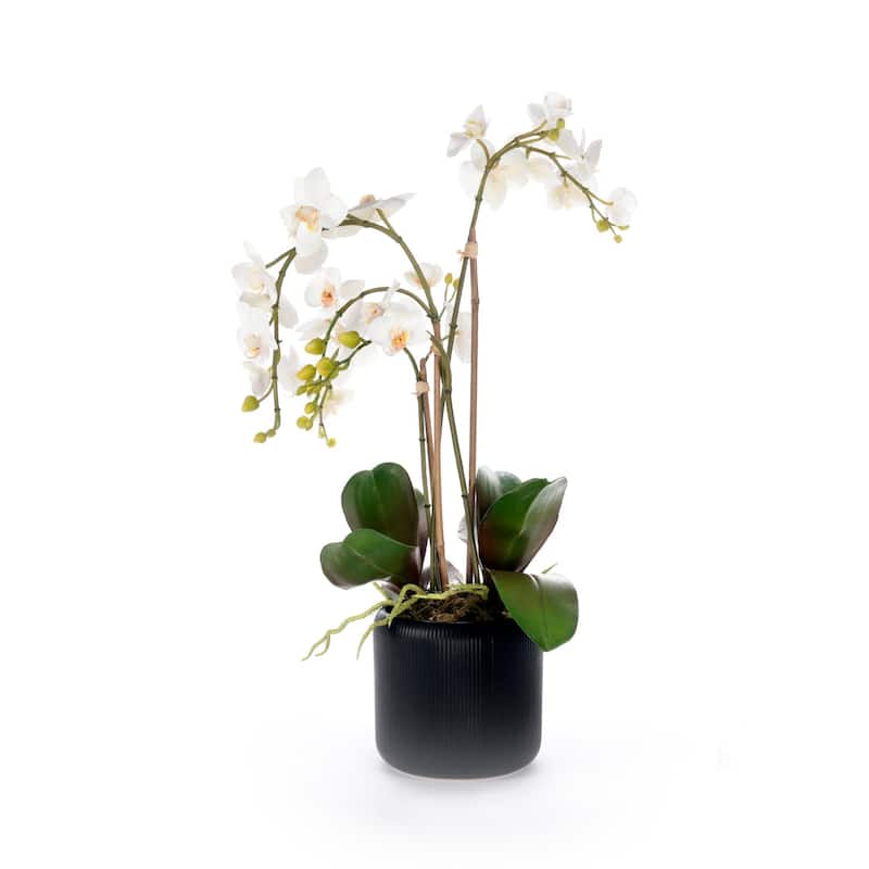 White Orchid Flower Arrangement in Black Pot