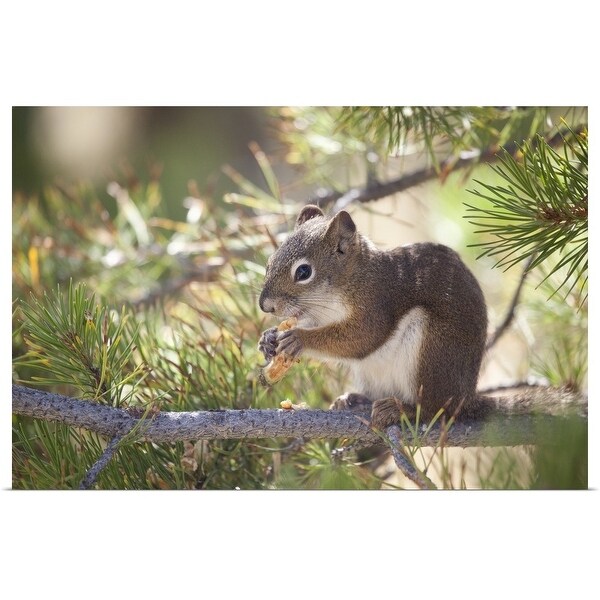 "Squirrel eating a pine cone." Poster Print