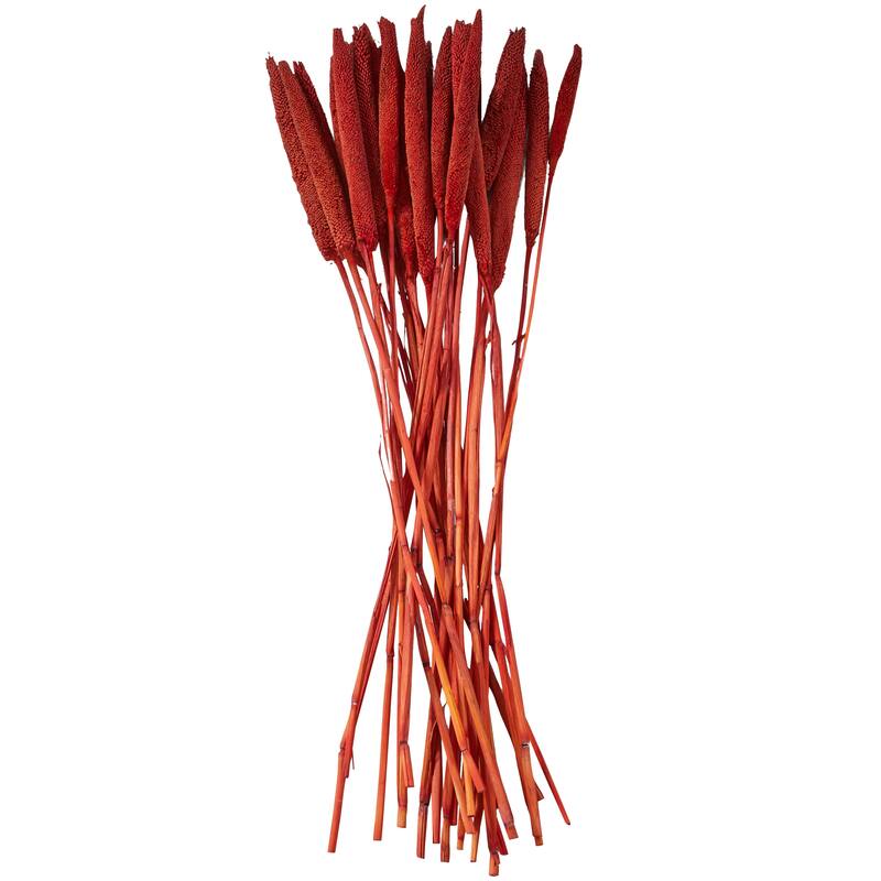 Dried Hogla Babala Bamboo Natural Foliage Collection - Multiple Colors