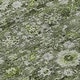 preview thumbnail 23 of 152, Machine Washable Indoor/ Outdoor Chantille Traditional Vintage Floral Rug
