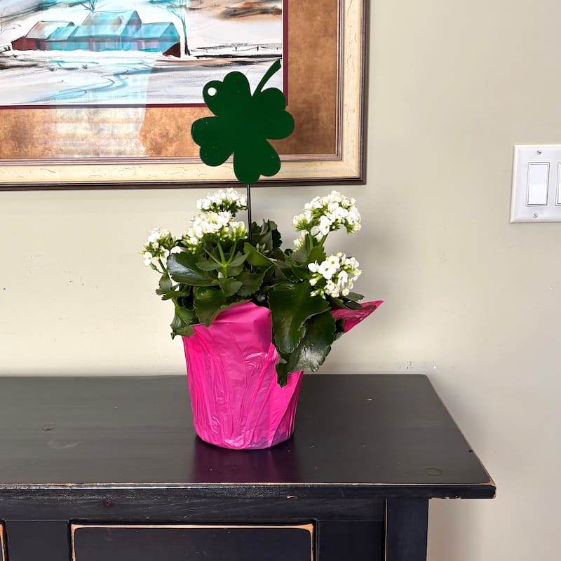 5" Iron Shamrock St Patricks Day Clover Leaf on 10" Garden Planter or Garden Floral Stake, Set of 6