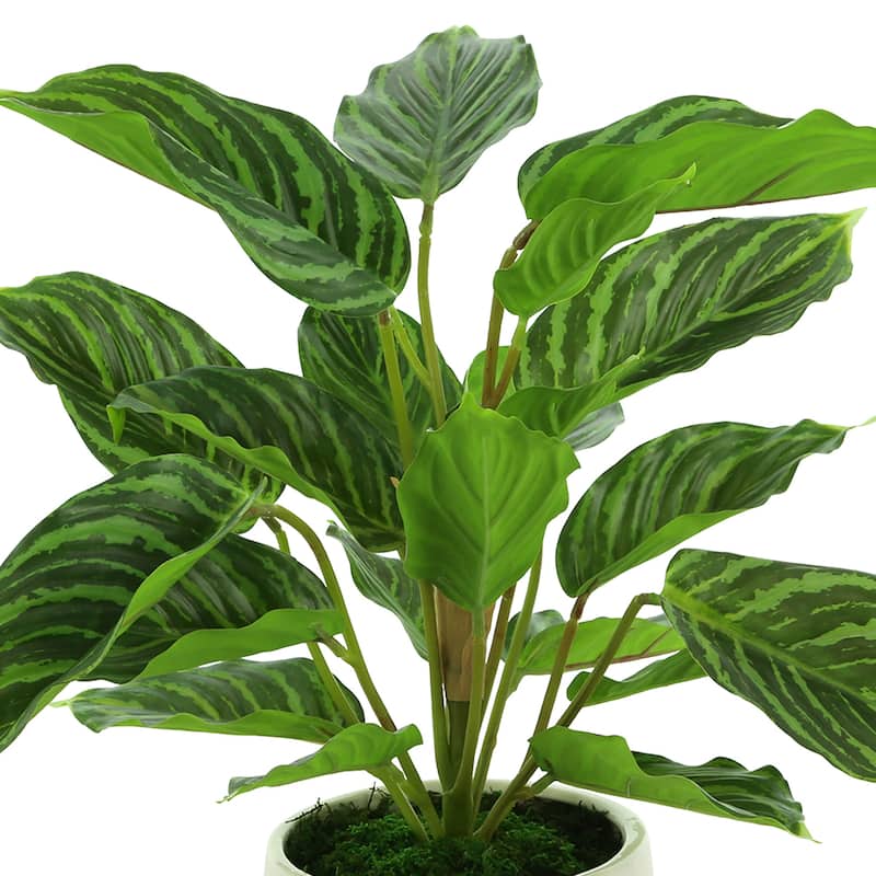 Rohdea Japonica Bush in a Ceramic Pot