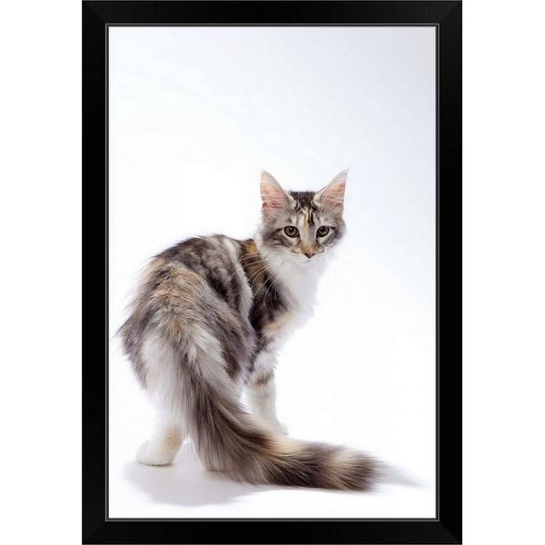 Shop Maine Coon Cat Black Framed Print On Sale Free Shipping