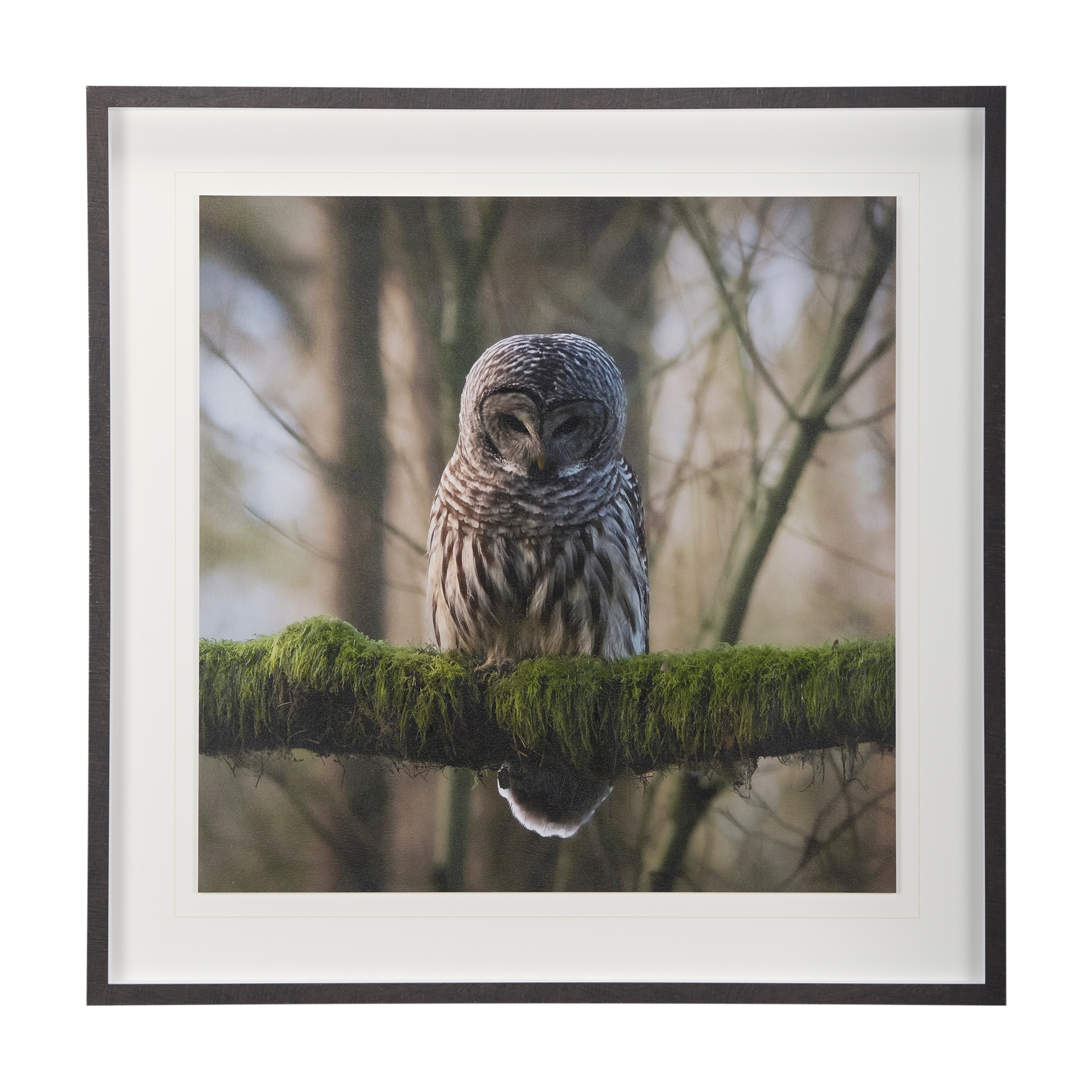 Forest Owl by Chad Mackay a Hand Embellished Textured Framed Photo Art Print Matted under Glass