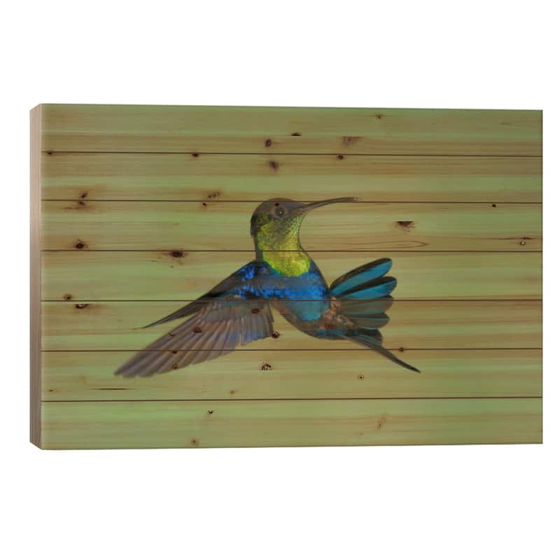 Violet-Crowned Woodnymph Hummingbird Male Flying, Costa Rica Print On Wood by Steve Gettle - Multi-Color - 26x40x1.5