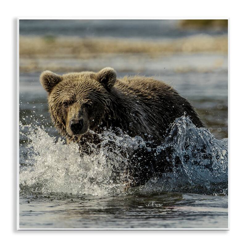 Stupell Bear Splashing in River Wall Plaque Art Design By Danita Delimont - 12 x 12