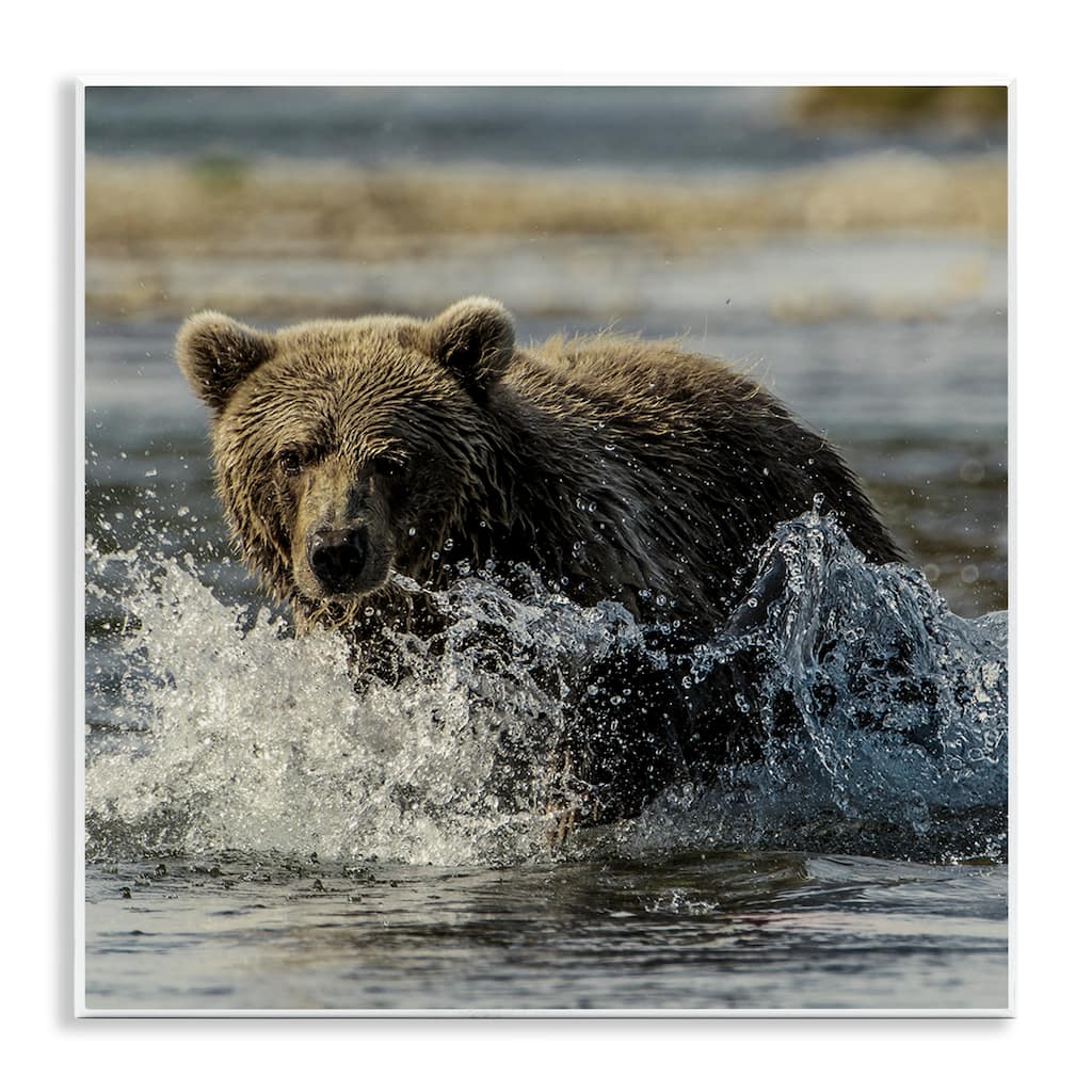 Stupell Bear Splashing in River Wall Plaque Art Design By Danita Delimont