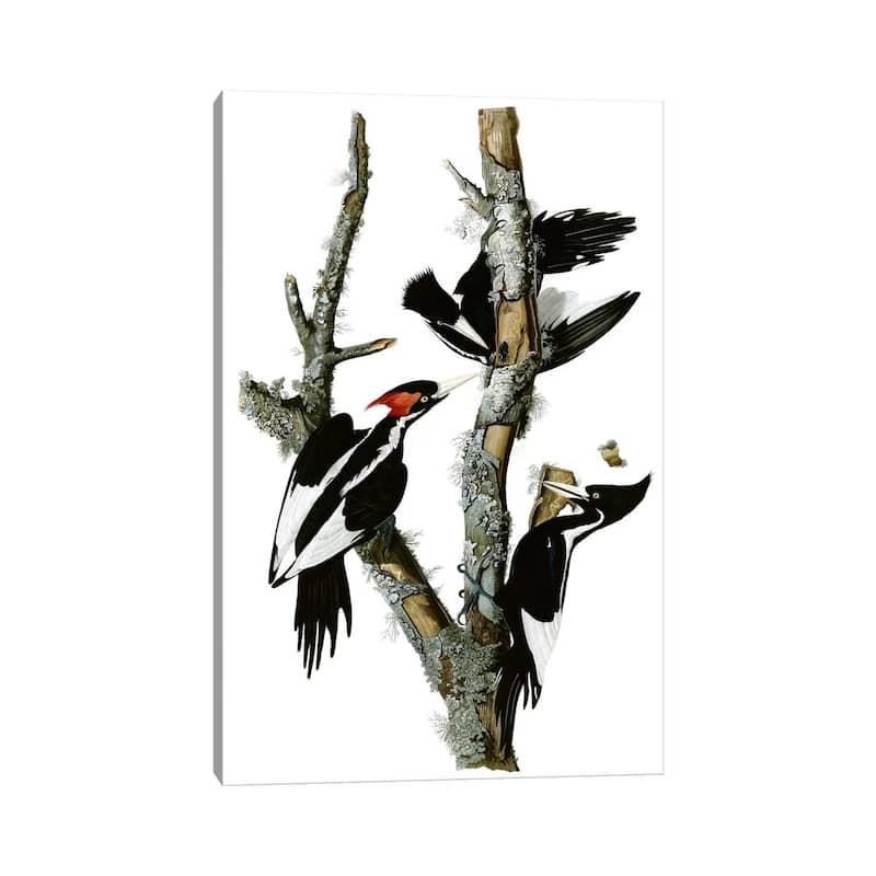 iCanvas "Ivory-billed Woodpecker, 1829" by John James Audubon Canvas Print