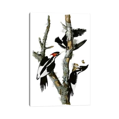 iCanvas "Ivory-billed Woodpecker, 1829" by John James Audubon Canvas Print