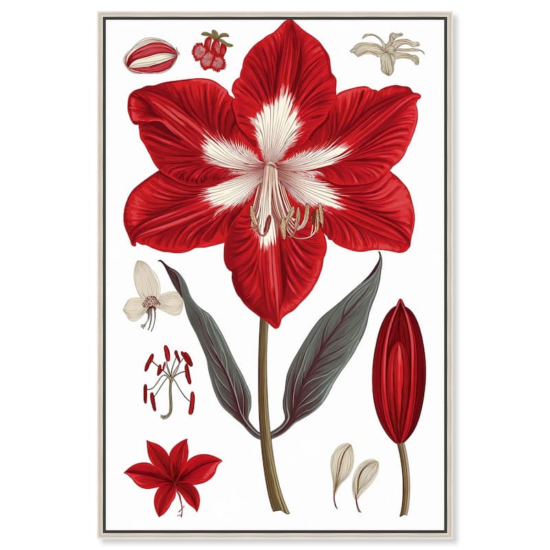 Amaryllis Anatomy Canvas by Art Remedy - Silver - 30" x 45"