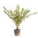 preview thumbnail 3 of 3, Uttermost Zamia Palm Accent In Planter