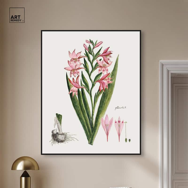 Gladiolus Carneus Canvas by Art Remedy