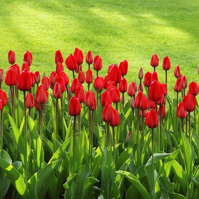 Scarlet Sky High Tulips - Giant Red Flowers - 10 or 20 Bulbs - Attracts Butterflies, Bees & Hummingbirds