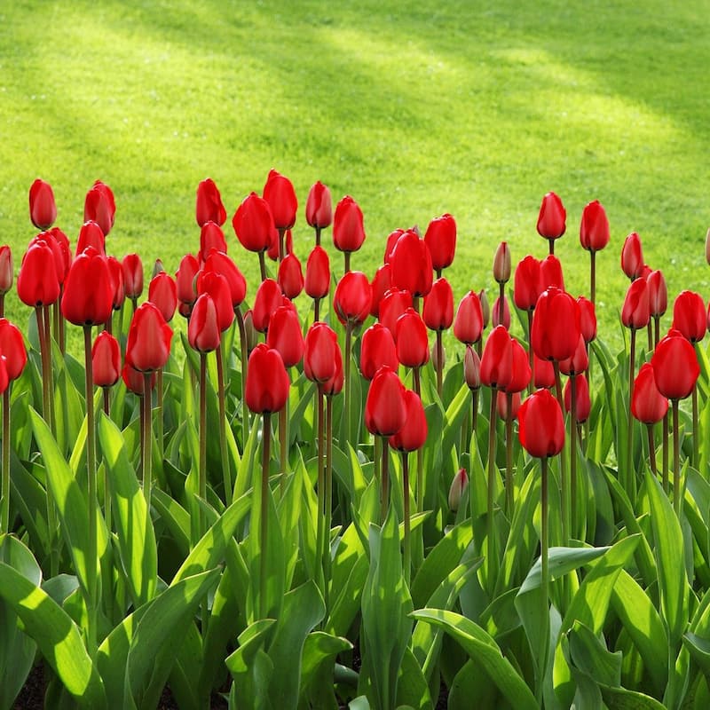 Scarlet Sky High Tulips - Giant Red Flowers - 10 or 20 Bulbs - Attracts Butterflies, Bees & Hummingbirds - 20 Bulbs